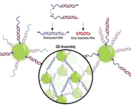 DNA/RNA混合双工驱动QD汇编并发布治疗RNA